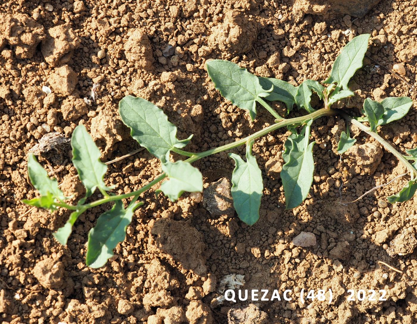 Bindweed, Lesser leaf